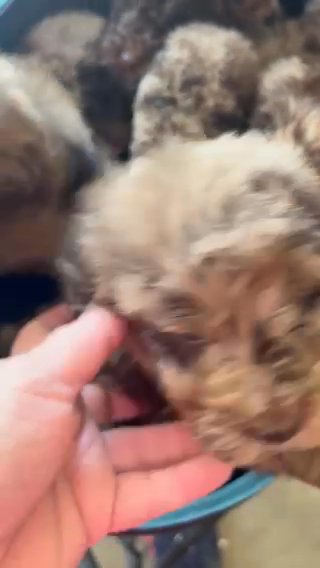 Mini goldendoodles in Jonesboro, Arkansas