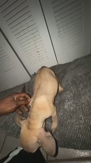 French Bulldog Puppy in Lakeland, Florida
