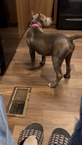 Bella in Evansville, Indiana