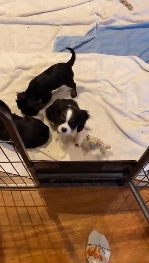 few Cavalier pups left in New York City, New York