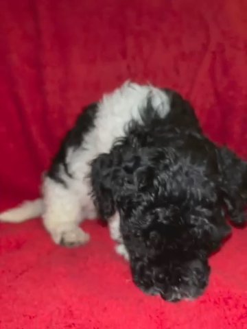 Mini Sheepadoodle in New York City, New York