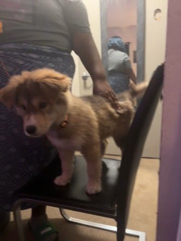 Selling My Dog in Carson, California