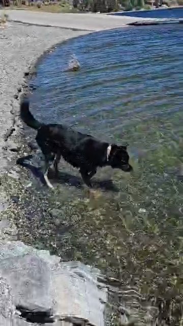 kenai in need of rehoming in Helena, Montana