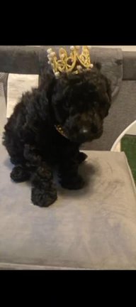 Toy Poodle Puppy SOLD in Marietta, Georgia