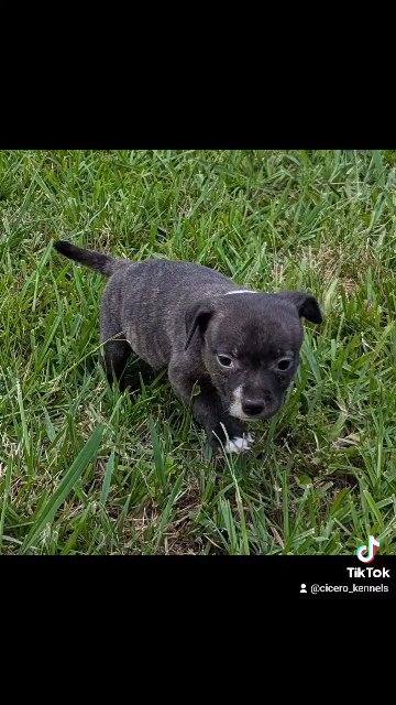 AKC Staffordshire Bull Terriers in Forest Park, Georgia
