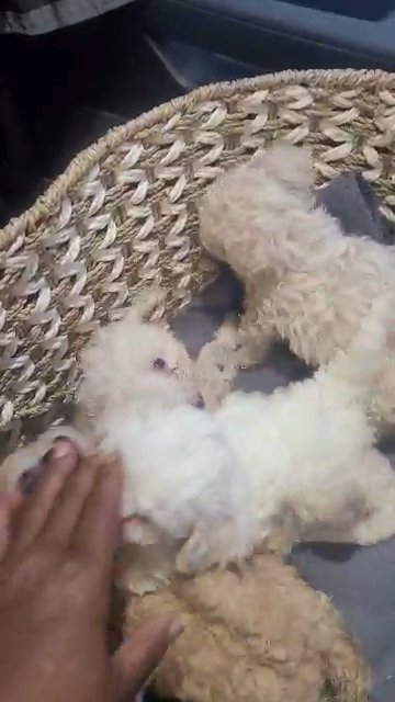 Toy poodle in Dallas, Texas