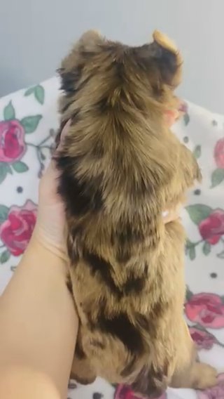 Choc Merle female in Cleveland, Tennessee