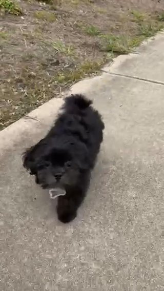 Shih Tzu (Kingston) in Sumter, South Carolina