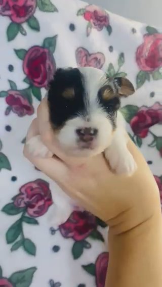 Parti Female 3 in Cleveland, Tennessee