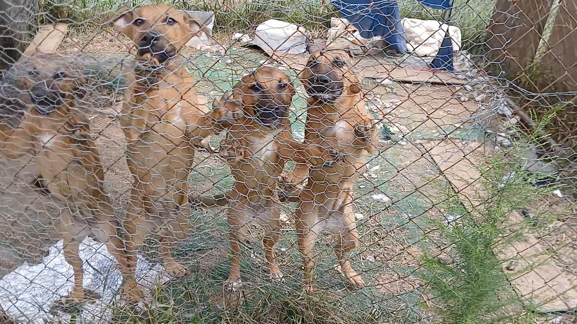 puppies in Carrollton, Georgia