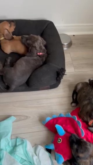 Dachshund/pitbull Mixed in Perris, California
