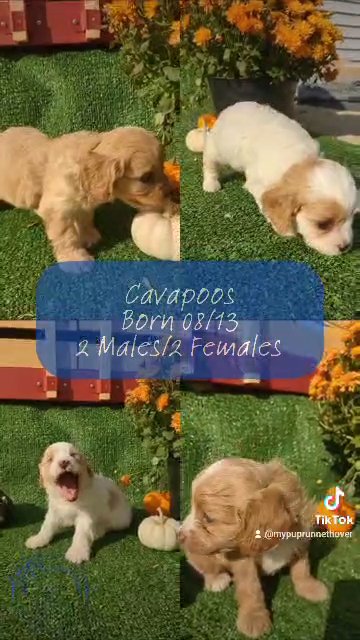 Harper (Cavapoo) in Goshen, Indiana