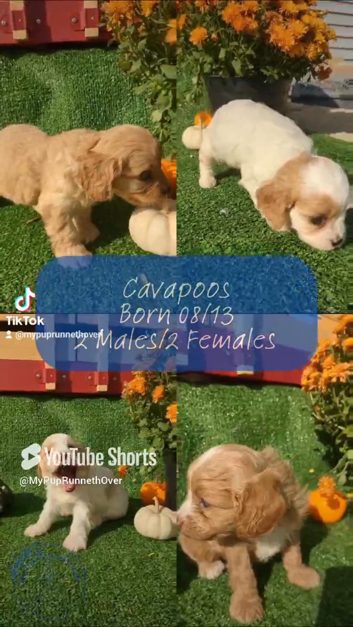 Hugo (Cavapoo) in Goshen, Indiana