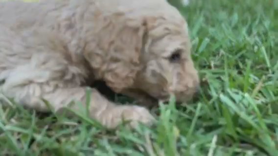 Goldendoodle in Brookhaven, Mississippi