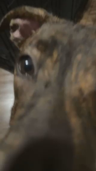 German Shep. Pitt Mix For Sale in Dallas, Texas