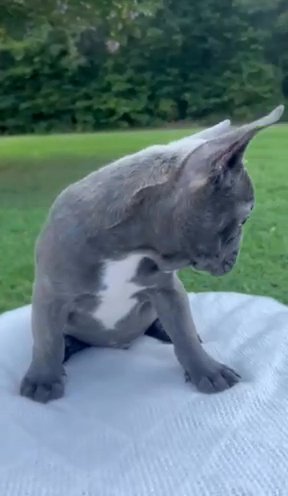 Blue Brindle Boy (Manny) in Cartersville, Georgia
