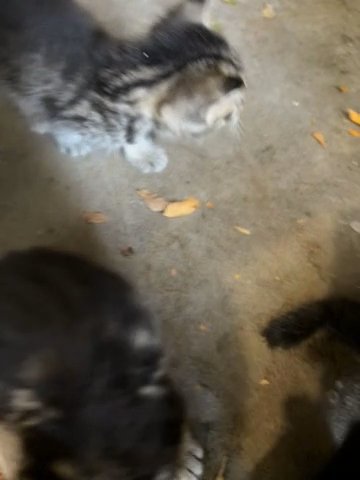 Kittens For Sale in Sacramento, California