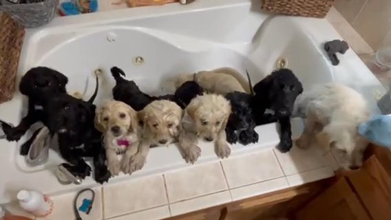 Golden Doodles Looking For A New Home! in Minneapolis, Minnesota