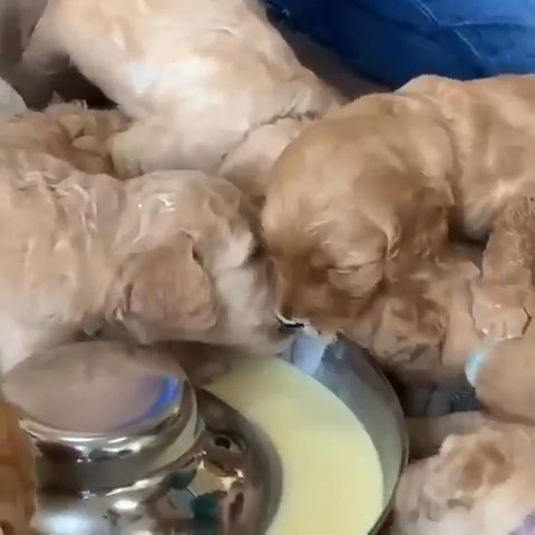 Amazing Golden doodle Puppies in Washington, District of Columbia
