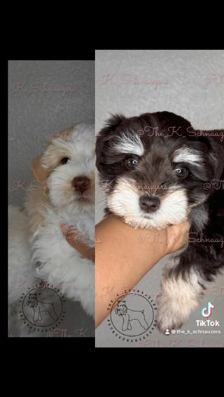 Miniature Schnauzer in Orange, California