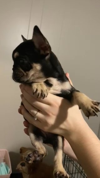 Frenchie in Elizabeth City, North Carolina