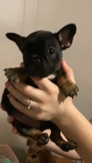 Frenchie in Elizabeth City, North Carolina