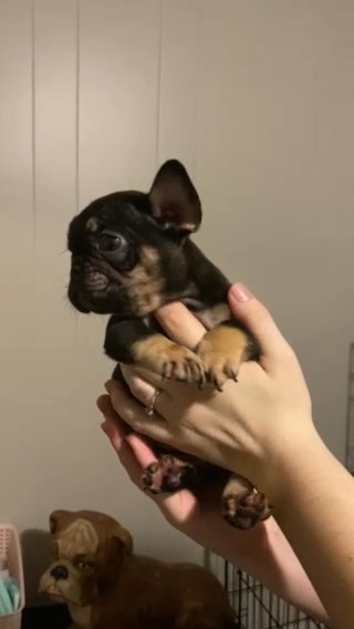 Chocolate Frenchie in Elizabeth City, North Carolina