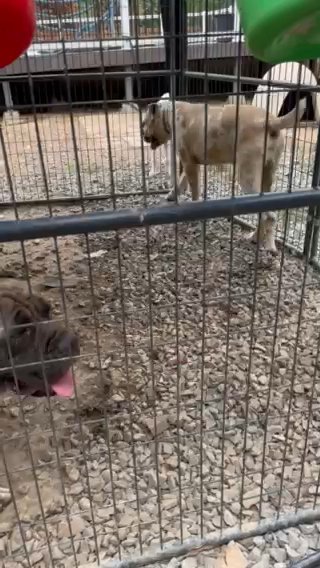 Mastiff Hybrid Female in Chattanooga, Tennessee