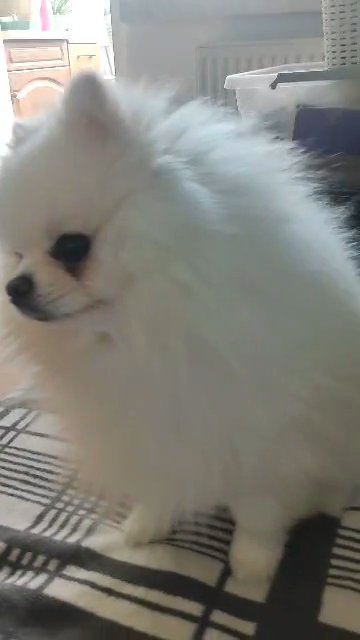 white pomeranian 2.5 years in Queens, New York