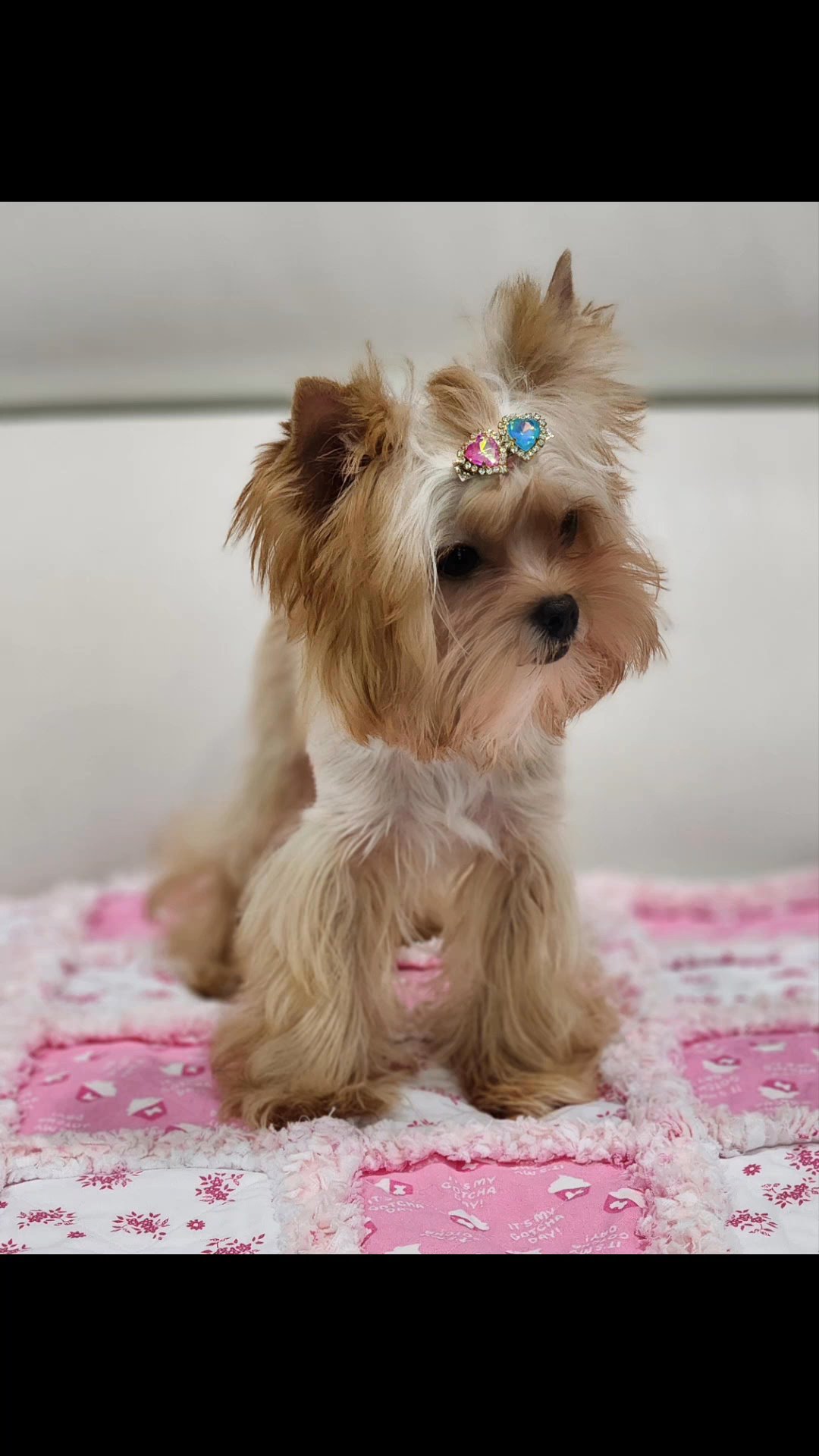 Tiny Baela in Chicago, Illinois