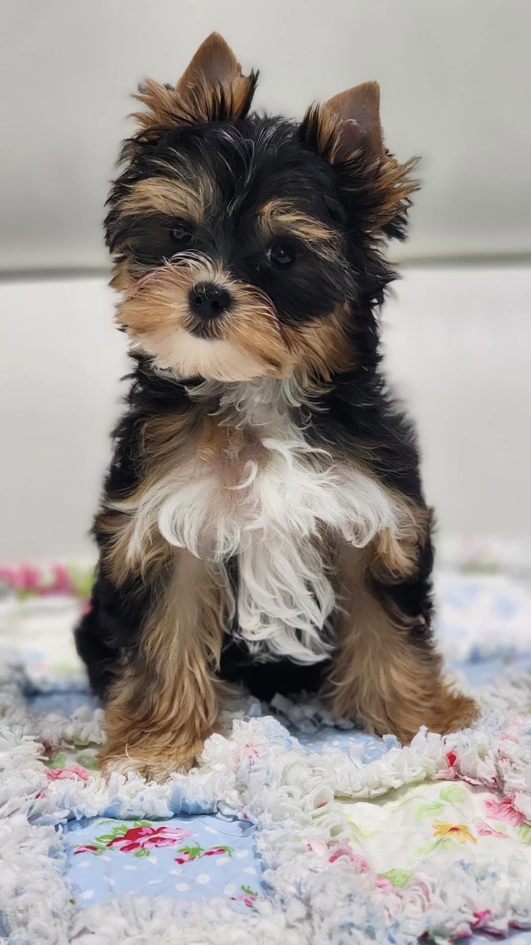 Atlas in Chicago, Illinois