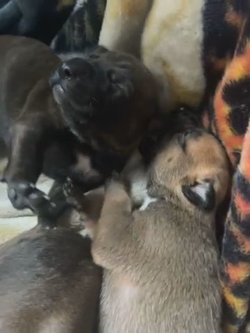 Puppies Belgian Malinios in West Covina, California