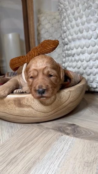 F1b Medium Goldendoodle in Houston, Texas