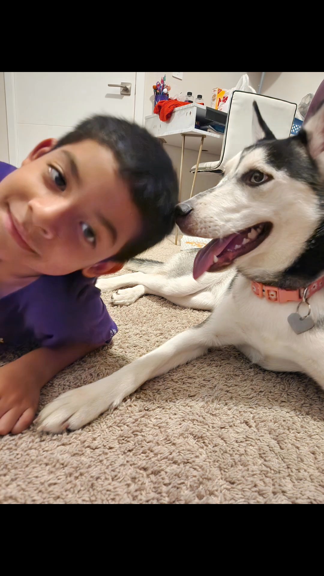 loving husky in Phoenix, Arizona