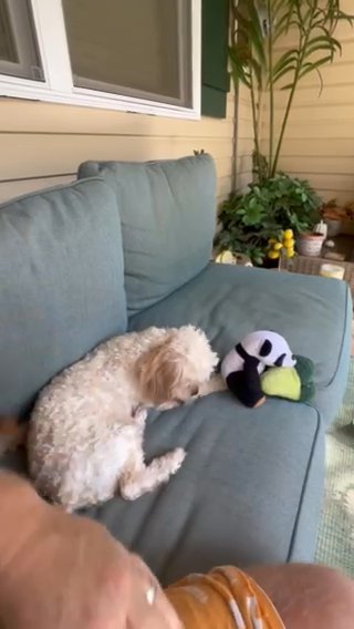 CKC Second Generation Male Cavapoo Puppy in Crossville, Tennessee