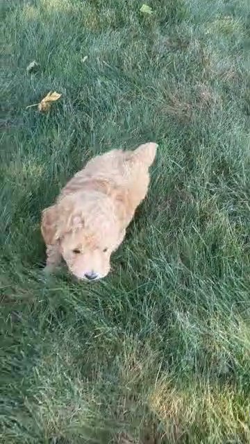Maverick (Toy Poodle) in Goshen, Indiana