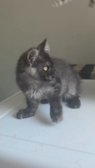 Black Smoke Female Mainecoon in Albany, New York