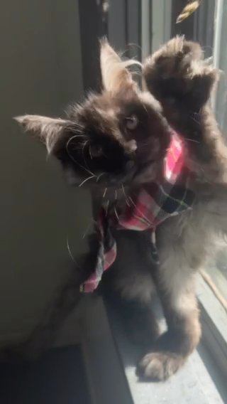 Female Black Smoke Mainecoon Tica in Albany, New York
