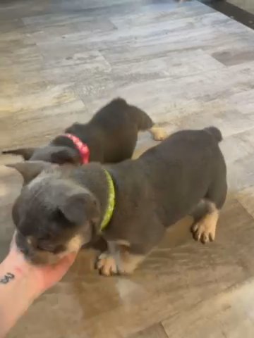Lilac And Tan French Bulldog in Columbia, Missouri