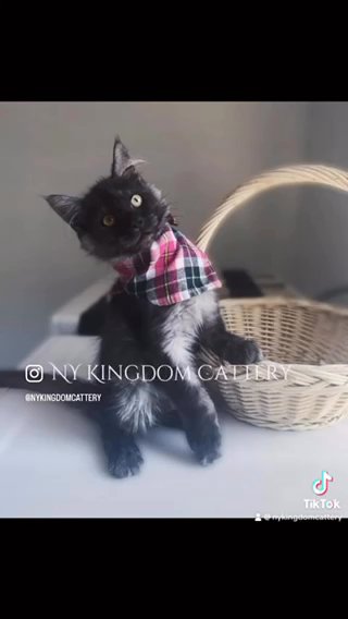 Black Smoke Tica Mainecoon Female in Albany, New York
