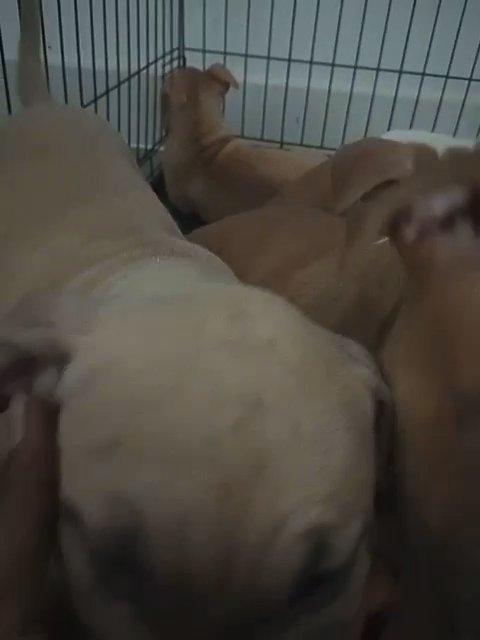 Short bully mix with pit in Austin, Texas