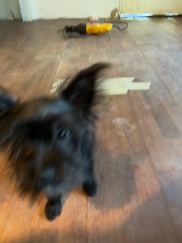 Ckc Registered Male And Female in Knoxville, Tennessee