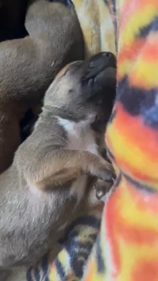 Puppies Belgian Malinios Ditch Shepperd in Ontario, California