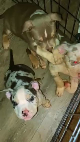 Standard American Bullys in Tuscaloosa, Alabama