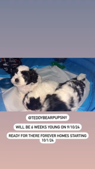 Teddy Bear Puppies in Rockville Centre, New York