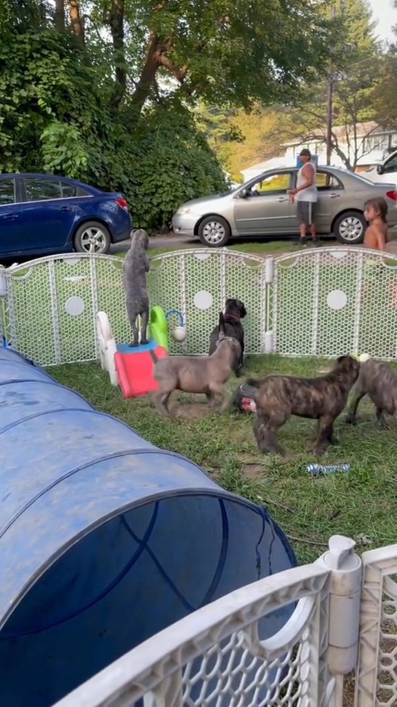 Cane Corso in El Paso, Texas