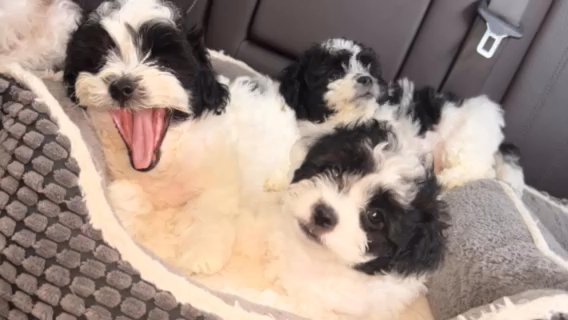 Teddy Bear Puppies in Rockville Centre, New York