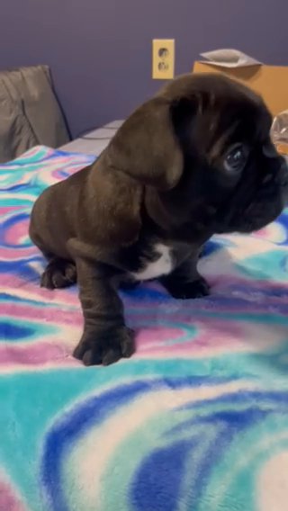 French Bulldogs in Rochester, New York
