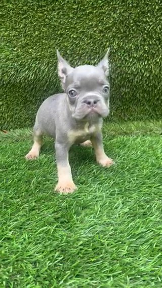 Frenchie Looking For A Home in West Palm Beach, Florida