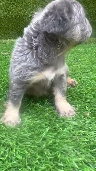 Fluffy Frenchie in West Palm Beach, Florida